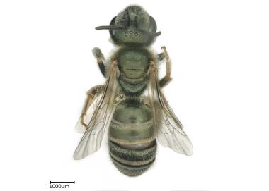 Halictus sp. female dorsal habitus tegula