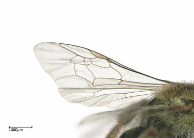 Halictus sp. female dorsal wing