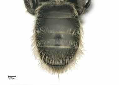 Systropha macronasuta female abdomen