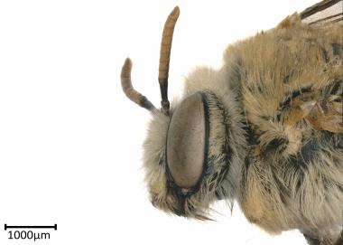 Tetraloniella sierranila female head