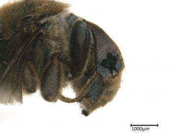 Meliponula bocandei female leg