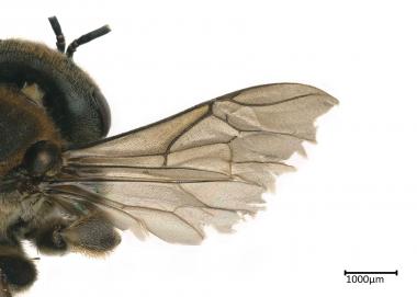 Meliponula bocandei female wing