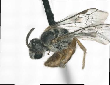 Eupetersia sp. female habitus