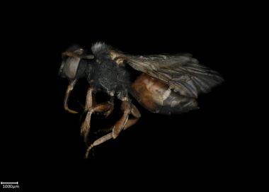 Epeolus caffer female lateral habitus