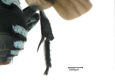 Thyreus sp. female hind leg