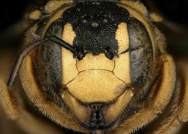 Trachusa dumerlei female face