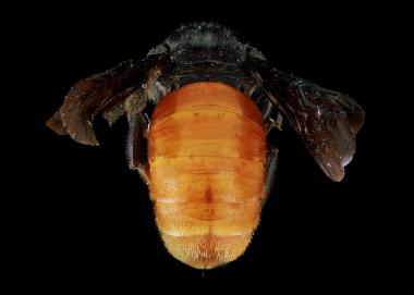 Euaspis abdominalis female abdomen