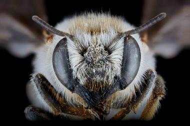 Megachile johannis female face