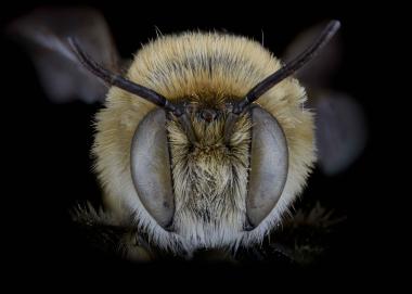 Lithurgus chysurus male face