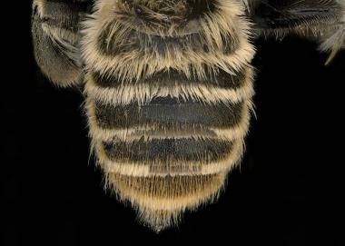 Lithurgus chysurus male abdomen