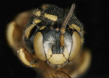 Larinostelis scapulata female face