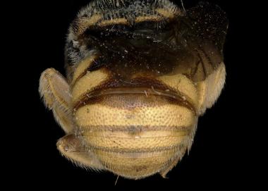 Larinostelis scapulata female abdomen